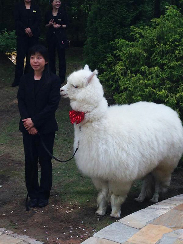 wedding-alpaca-witness-Epinard-Nasu-japan-4