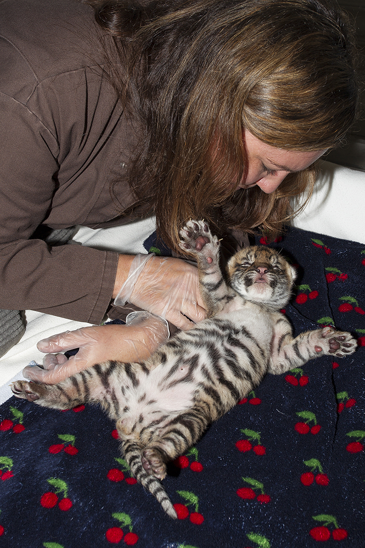 Warm Milk for a Tiny Tiger Tummy!Tiger Cub Being Hand-reared at the Animal Care Center