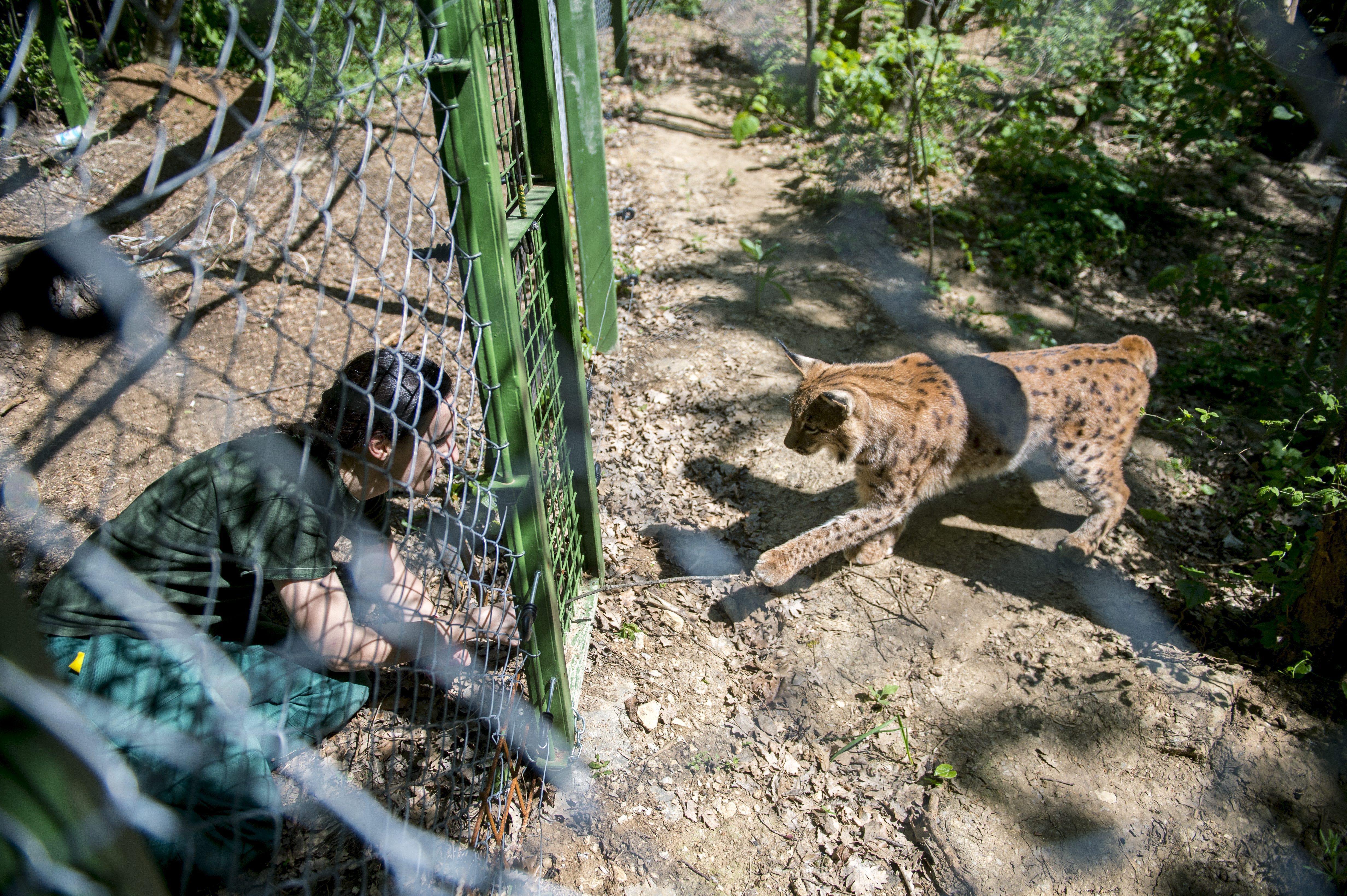 Pécs, 2016. április 21. Egy dolgozó játszik egy hiúzzal a május 20-án megnyíló pécsi állatkertben 2016. április 21-én. A régi létesítmény helyén kialakított új állatkertet mintegy 1,8 milliárd forintos beruházással alakították ki. A mûszaki átadás tavaly év végén megtörtént, folyamatosan költöztetik be az állatokat új helyükre. MTI Fotó: Sóki Tamás